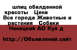 шпиц обалденной красоты › Цена ­ 22 000 - Все города Животные и растения » Собаки   . Ненецкий АО,Куя д.